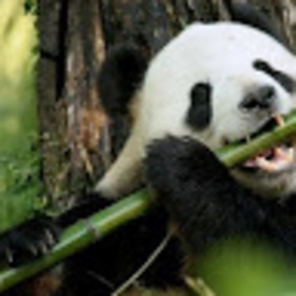 killerpanda444